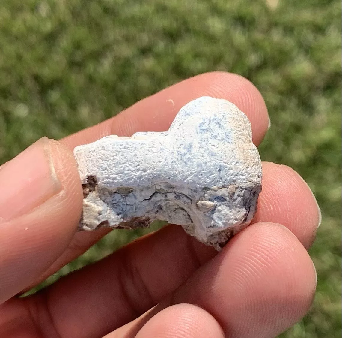 Archaeotheroum Molar, Hell Pig, White River Badlands