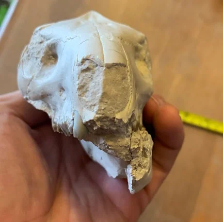 Small white Oreodont skull