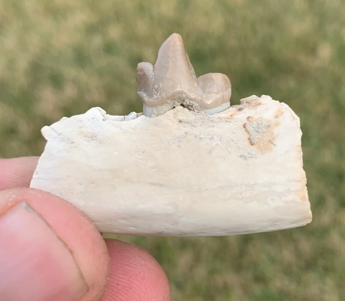 Daphoenus jaw with tooth, bear dog