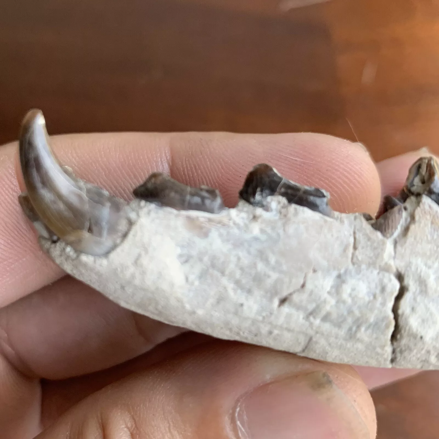 Fossil Hyaenodon cruentus Lower Jaw