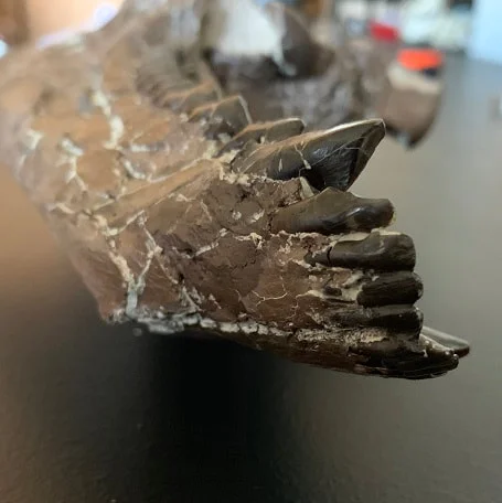 Oreodont skull