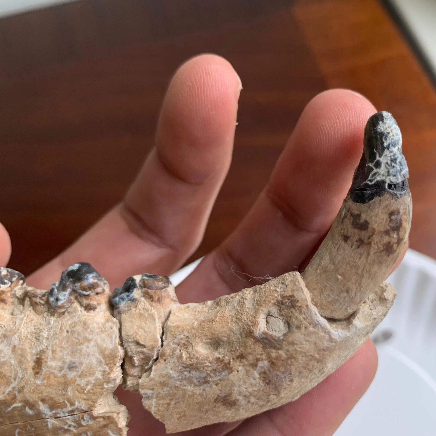 Hyaenodon Lower Jaw