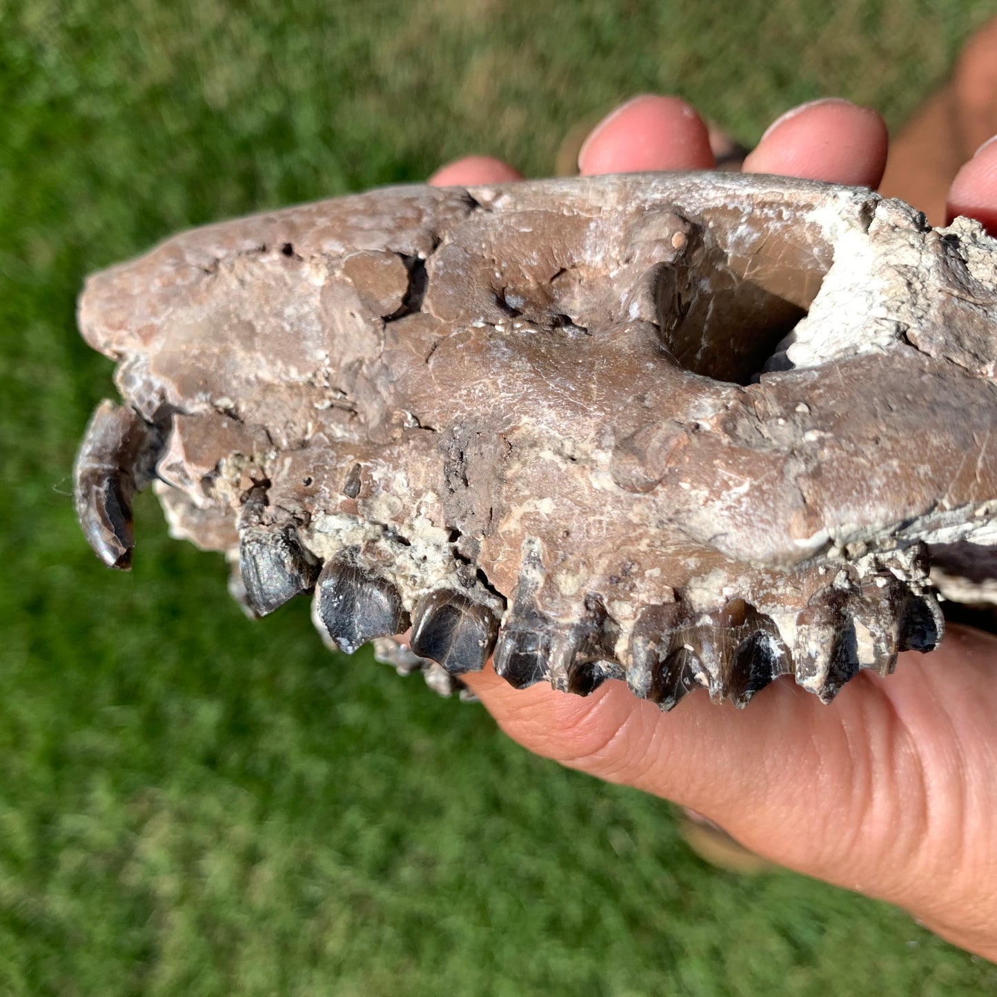 Chocolate oreodont skull