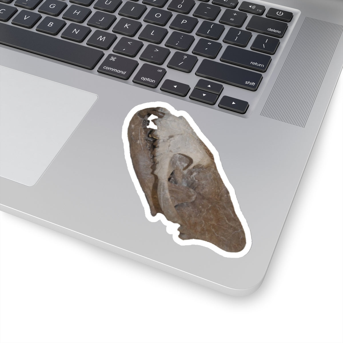 Hyaenodon - Fossil Hyaenodon Skull Sticker