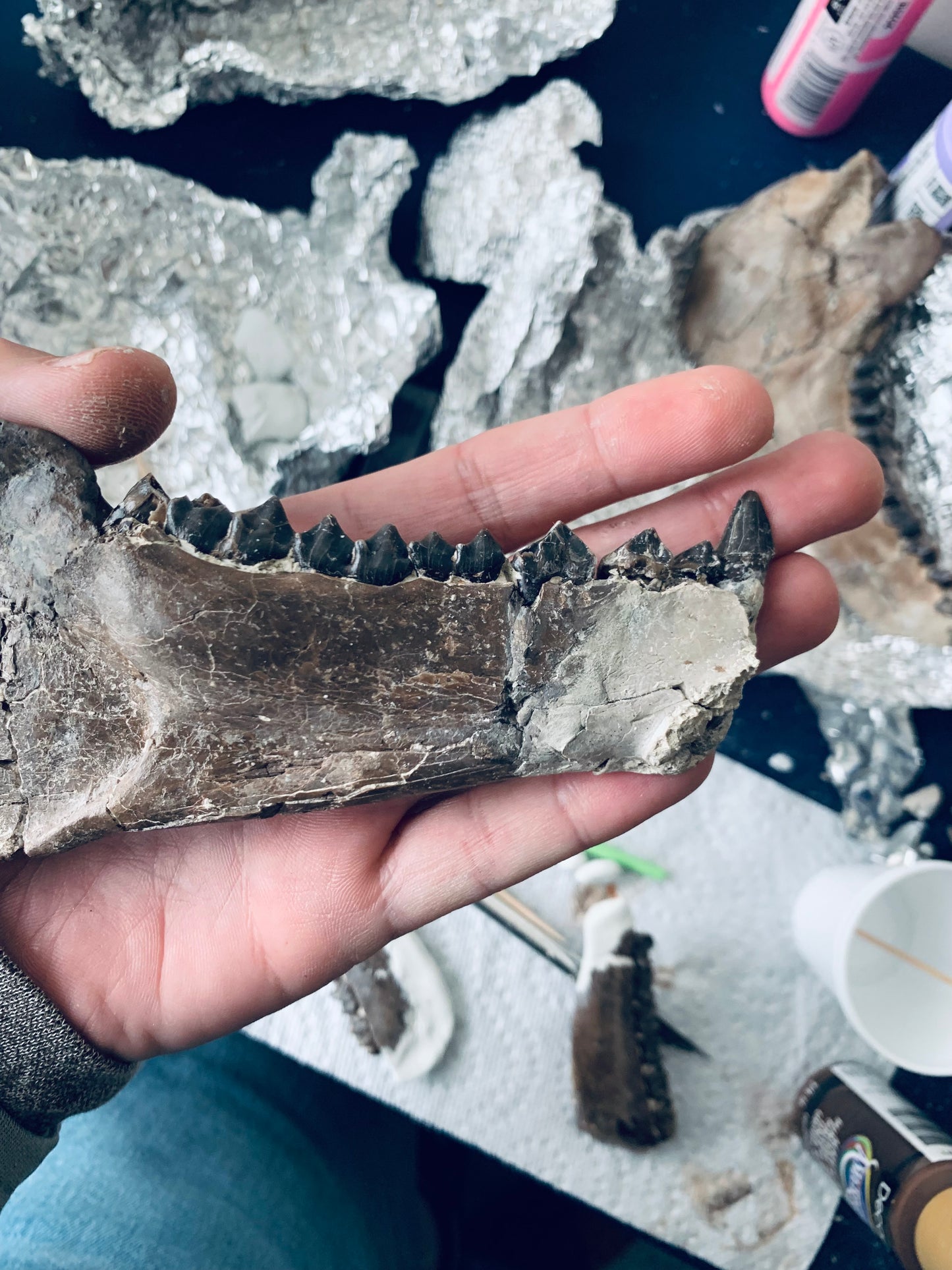 Chocolate Colored Fossil Oreodont Jaw, Merycoidodon, White River Badlands