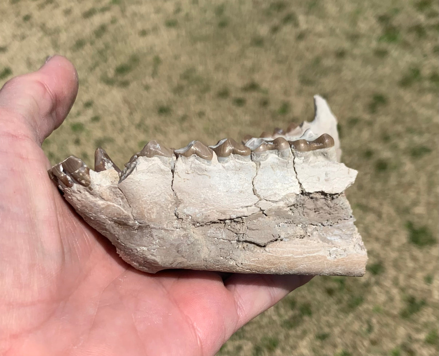 Large Fossil Lower Oreodont Jaw, Merycoidodon, White River Badlands