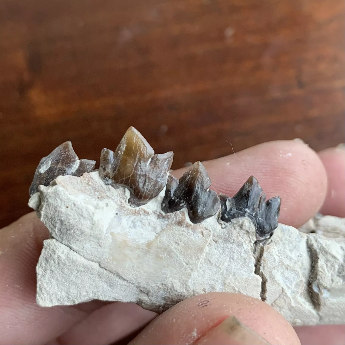 Fossil Hyaenodon cruentus Lower Jaw