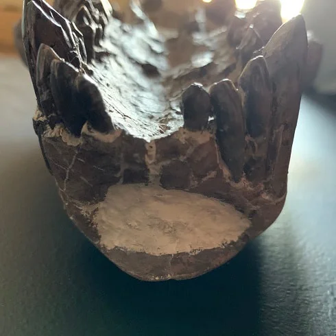 Oreodont skull