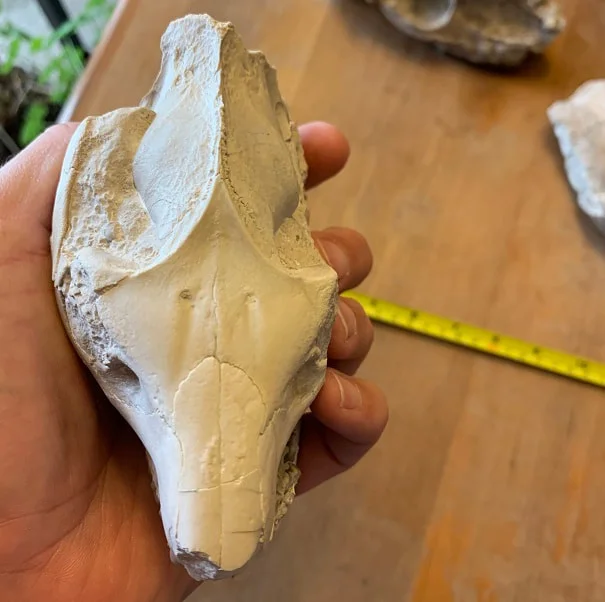 Small white Oreodont skull