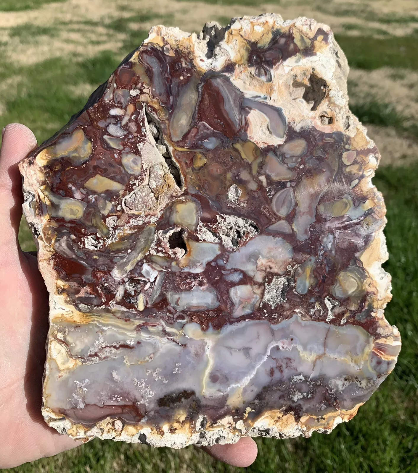 Extremely Colorful Polished Petrified Wood From Indonesia