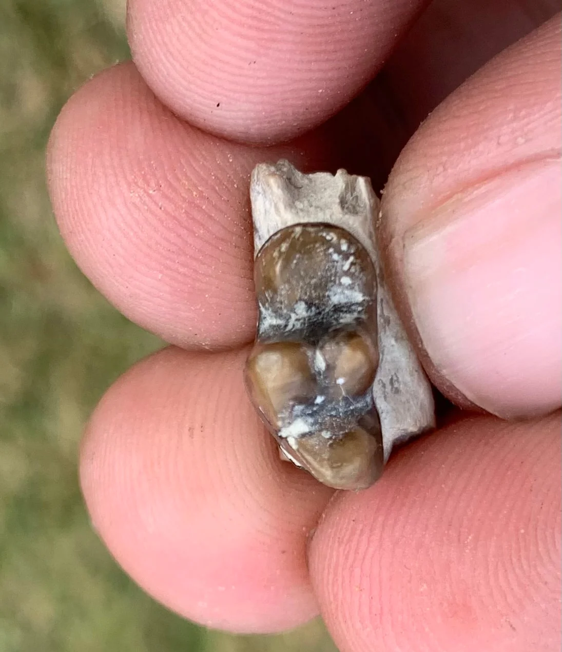 Daphoenus tooth in jaw