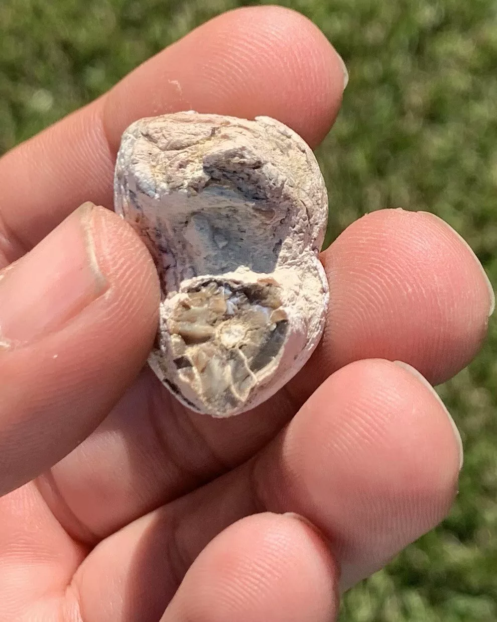 Archaeotheroum Molar, Hell Pig, White River Badlands