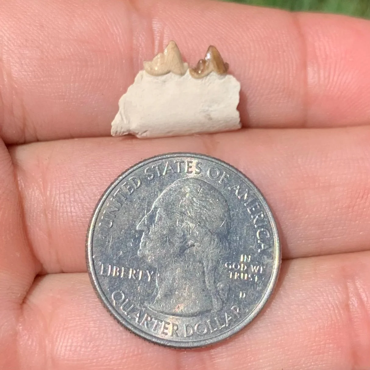 Fossil Dog Jaw, Hesperocyon, Nebraska