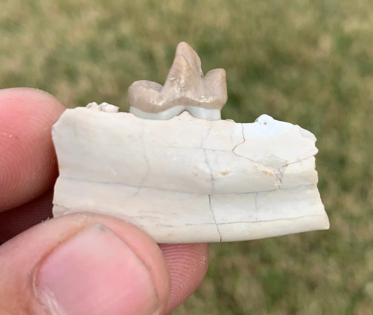 Daphoenus jaw with tooth, bear dog