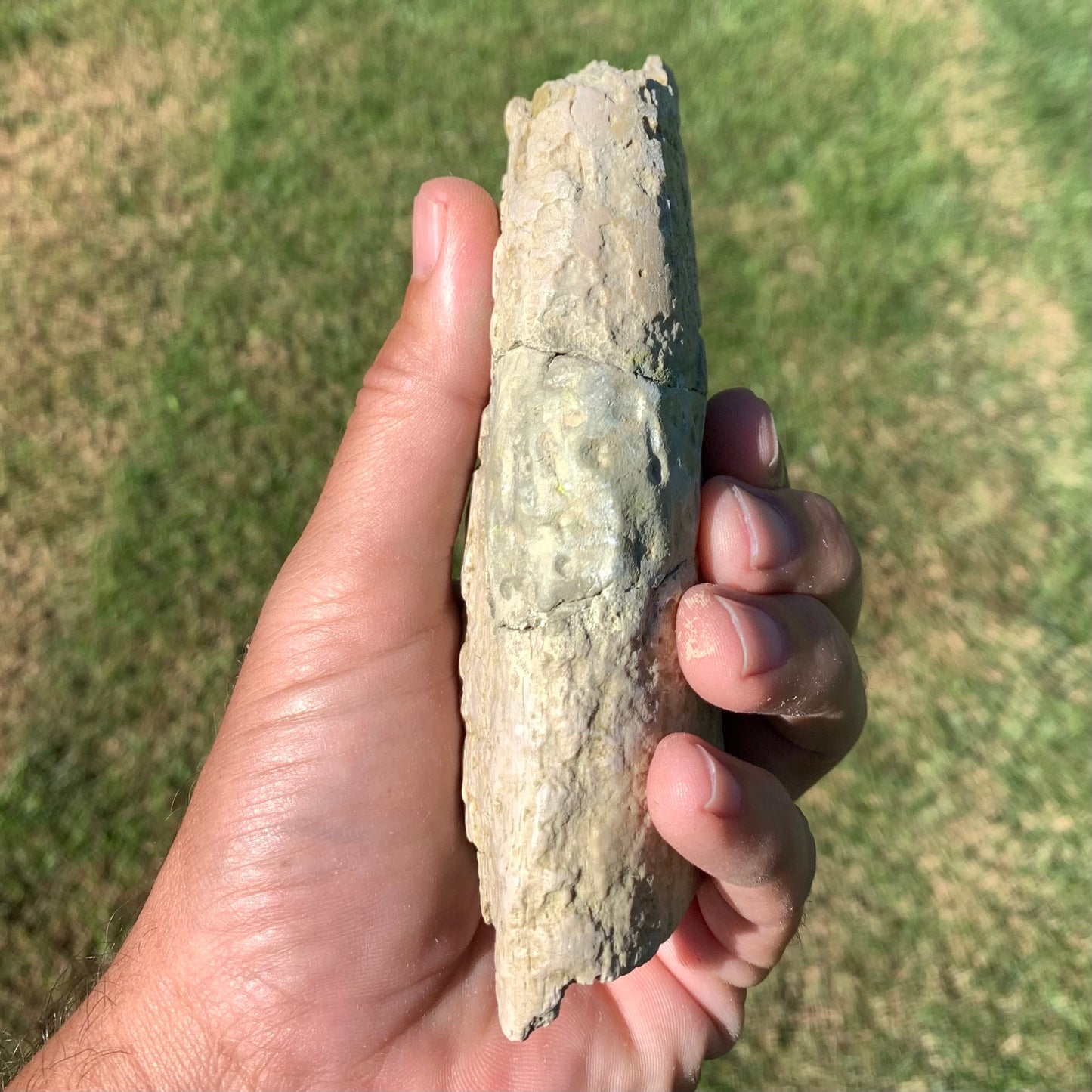 Subhyracodon rhino jaw with tooth