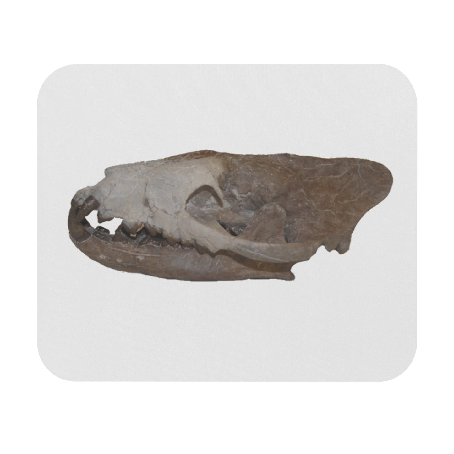 Fossil Skull Themed Mouse Pad - Hyaenodon