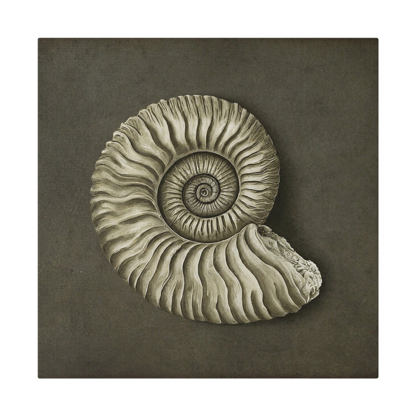 Ammonite Seashell Canvas Print Wall Art Décor, Beach Décor