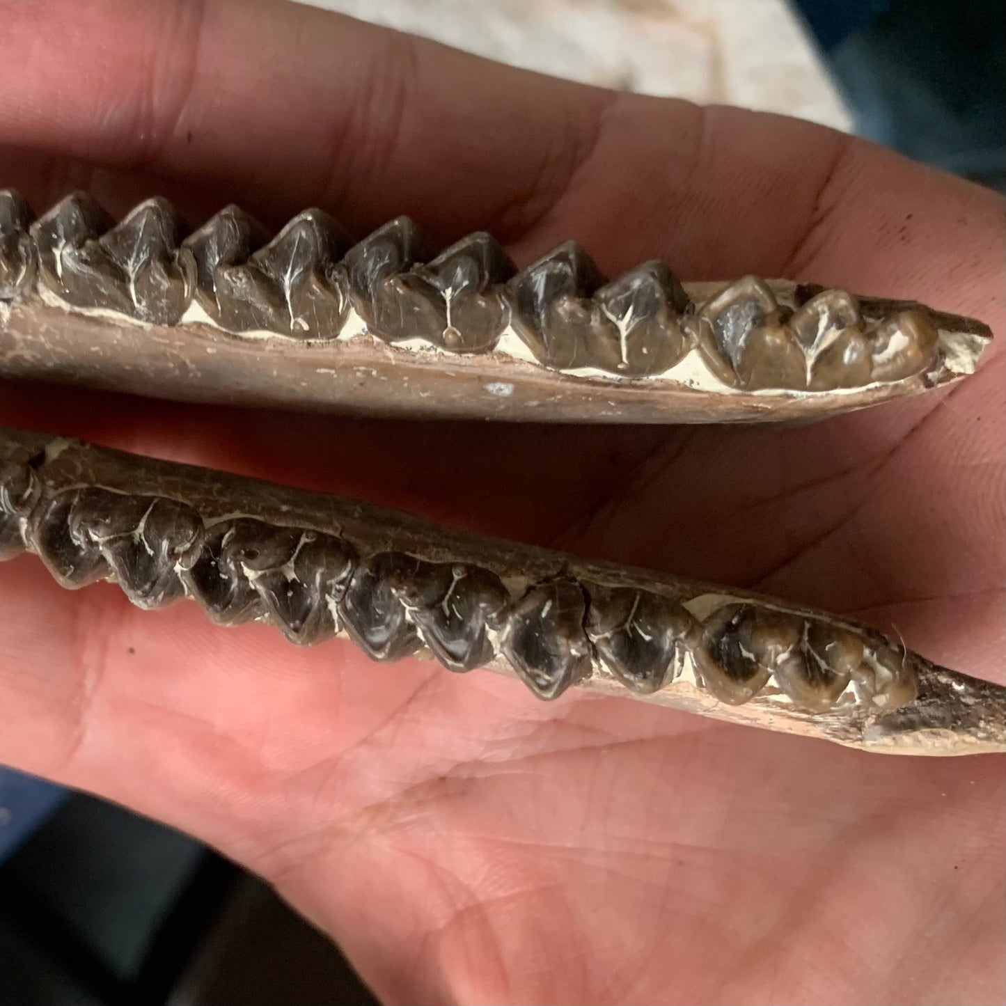Really Nice Fossil Horse Jaw, Mesohippus