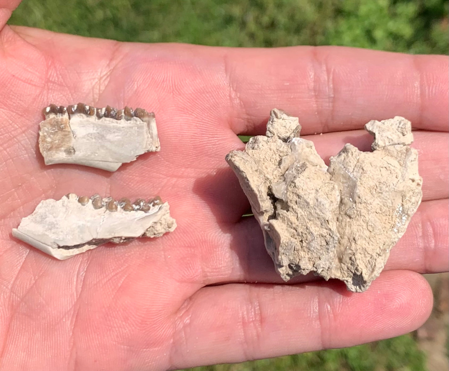 Fossil deer, leptomeryx, upper palate and partial lower jaw