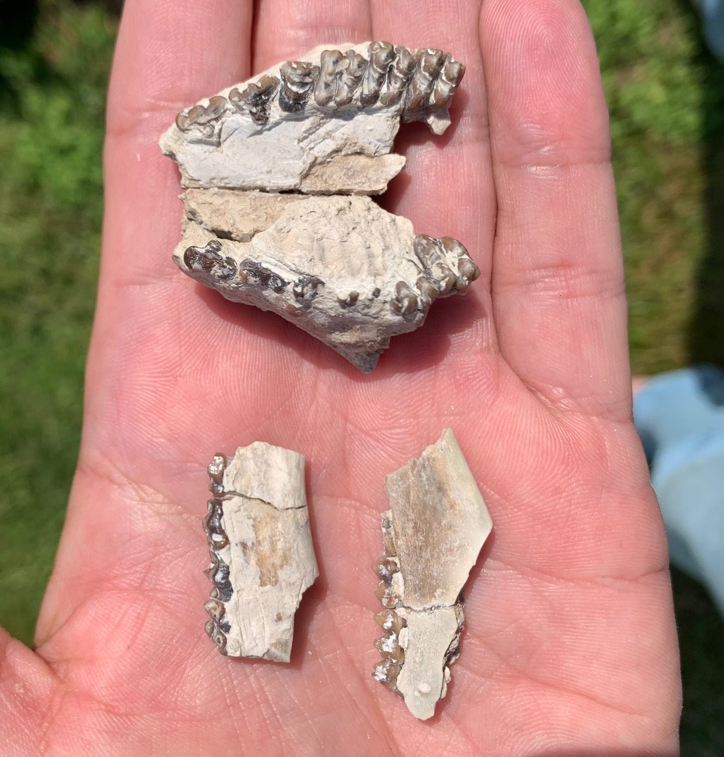 Fossil deer, leptomeryx, upper palate and partial lower jaw