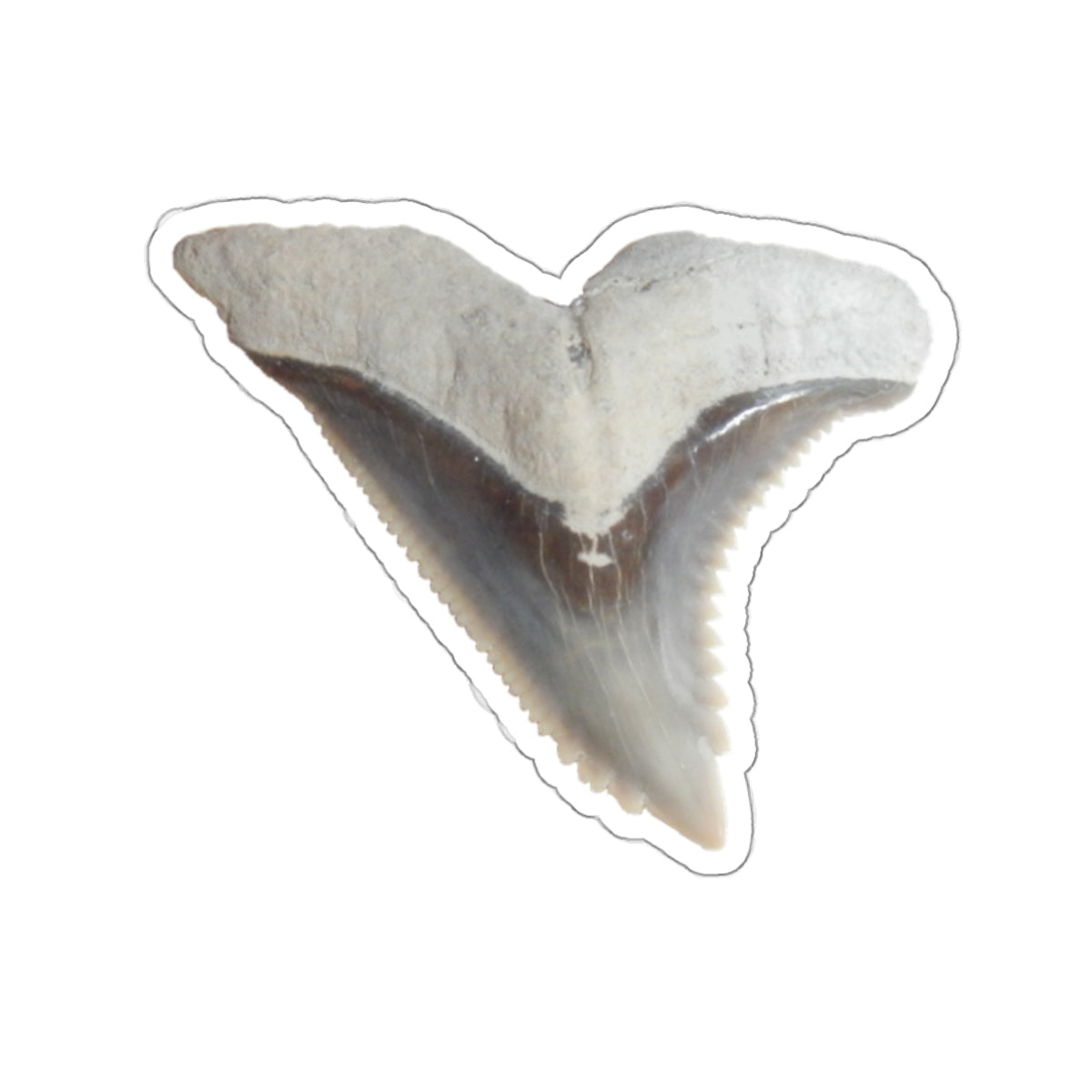 Hemipristis serra - Fossil Shark Tooth Sticker