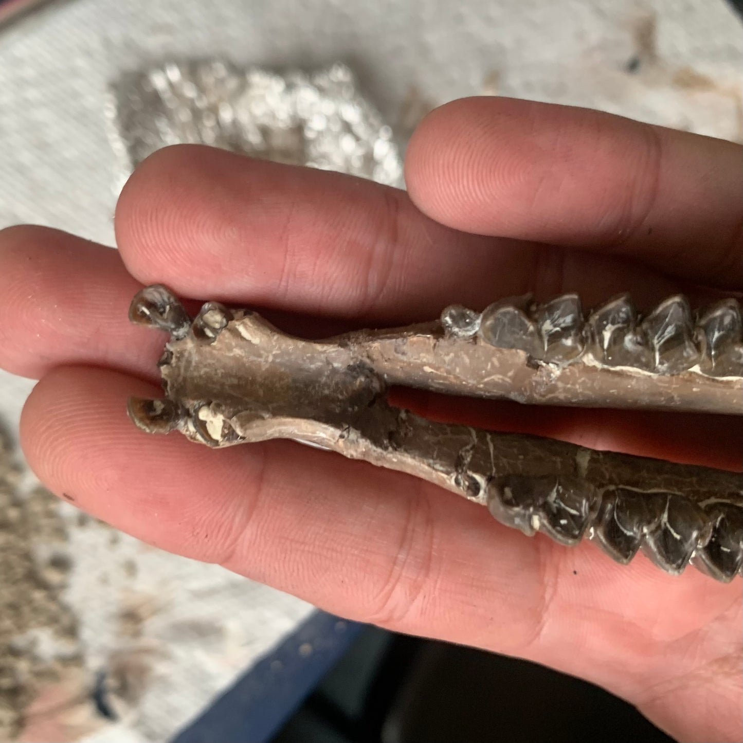 Really Nice Fossil Horse Jaw, Mesohippus