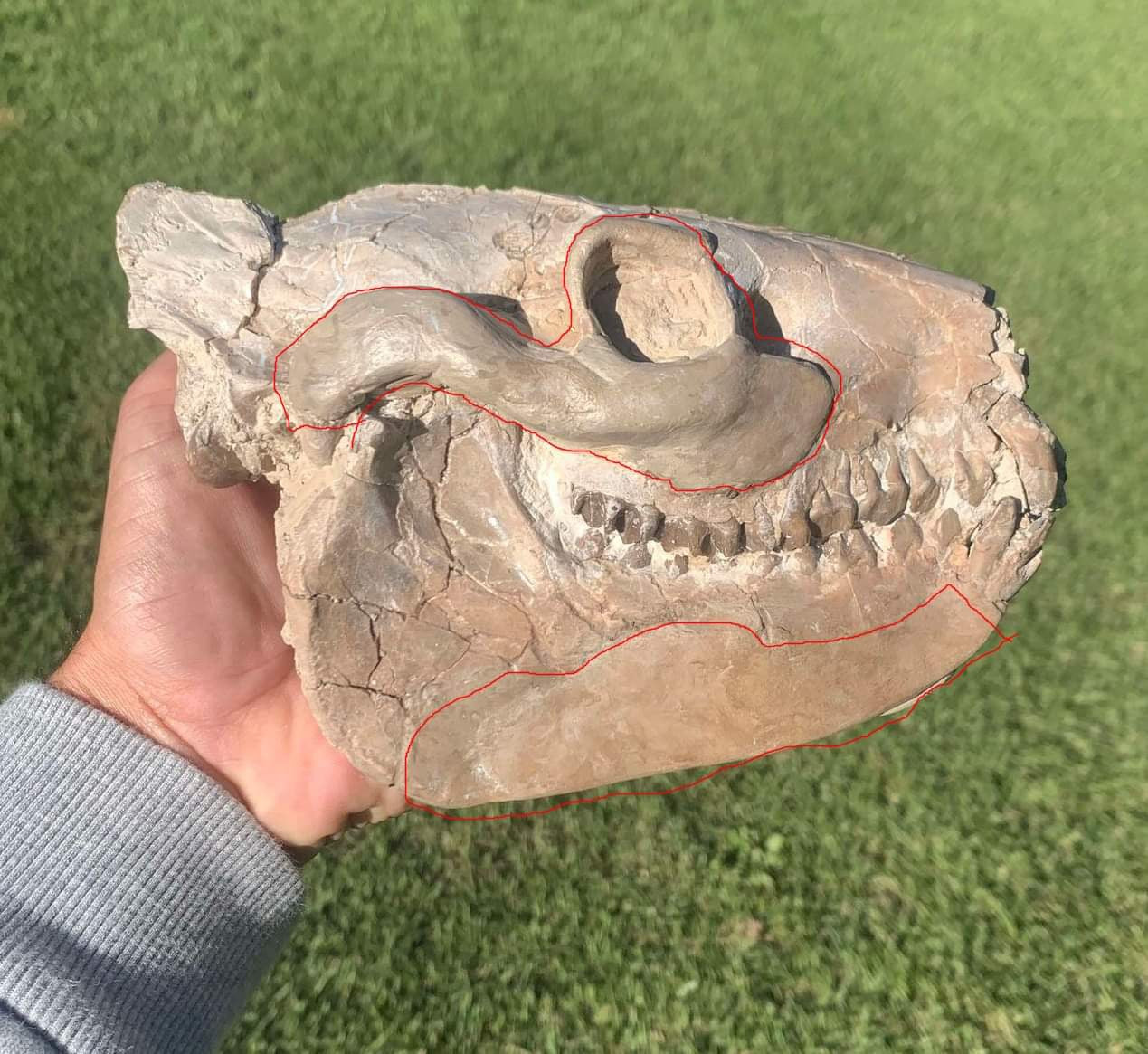 Oreodont skull with stand