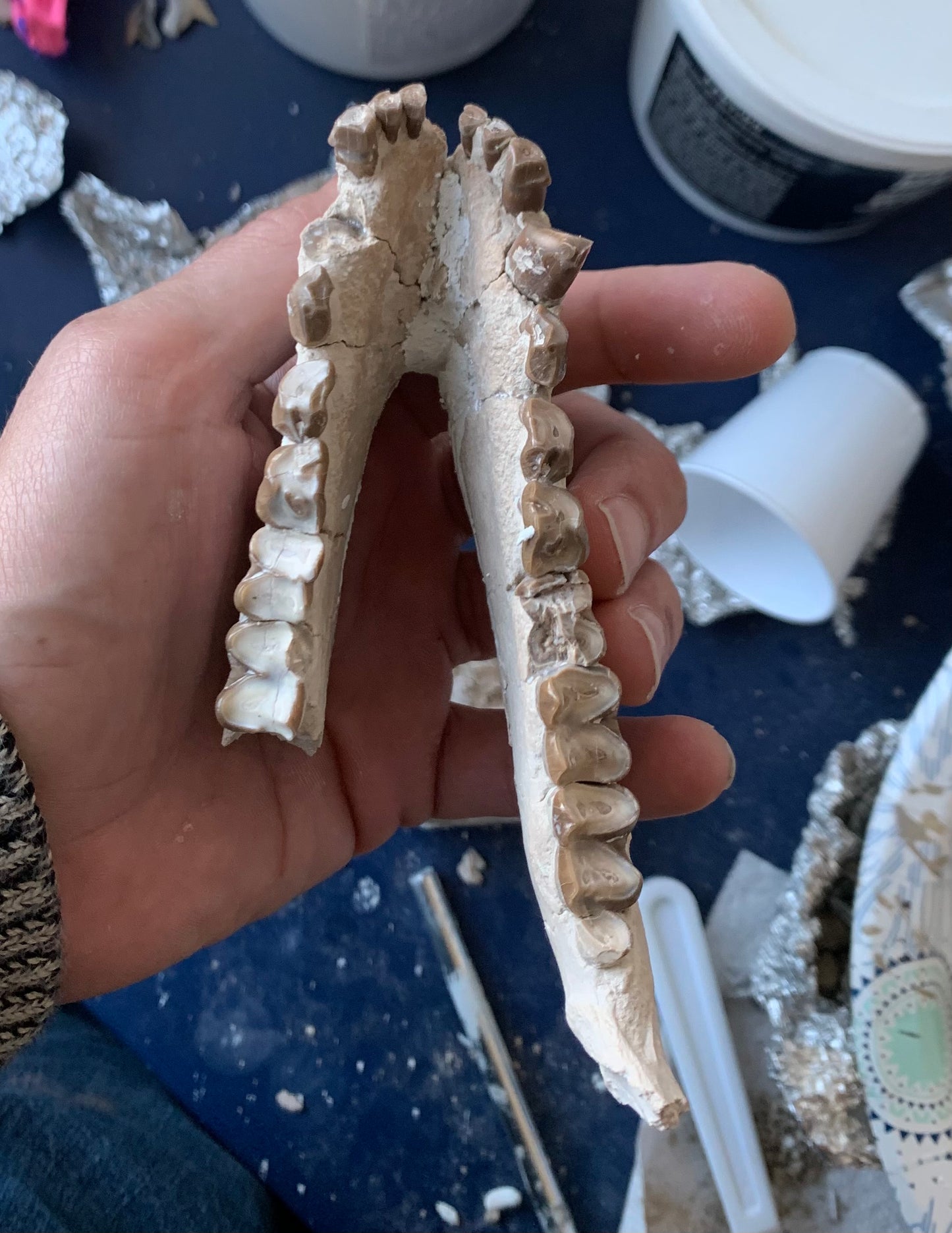 Large Fossil Lower Oreodont Jaw, Merycoidodon, White River Badlands