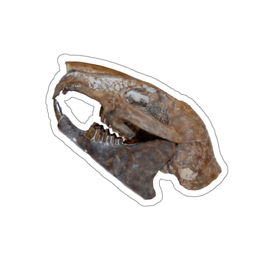 Paleolagus haydeni - Fossil Rabbit Skull Sticker