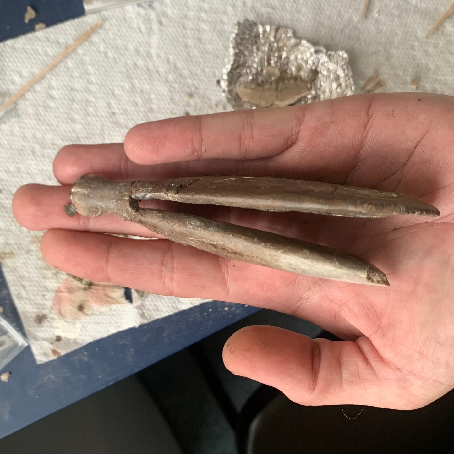 Really Nice Fossil Horse Jaw, Mesohippus