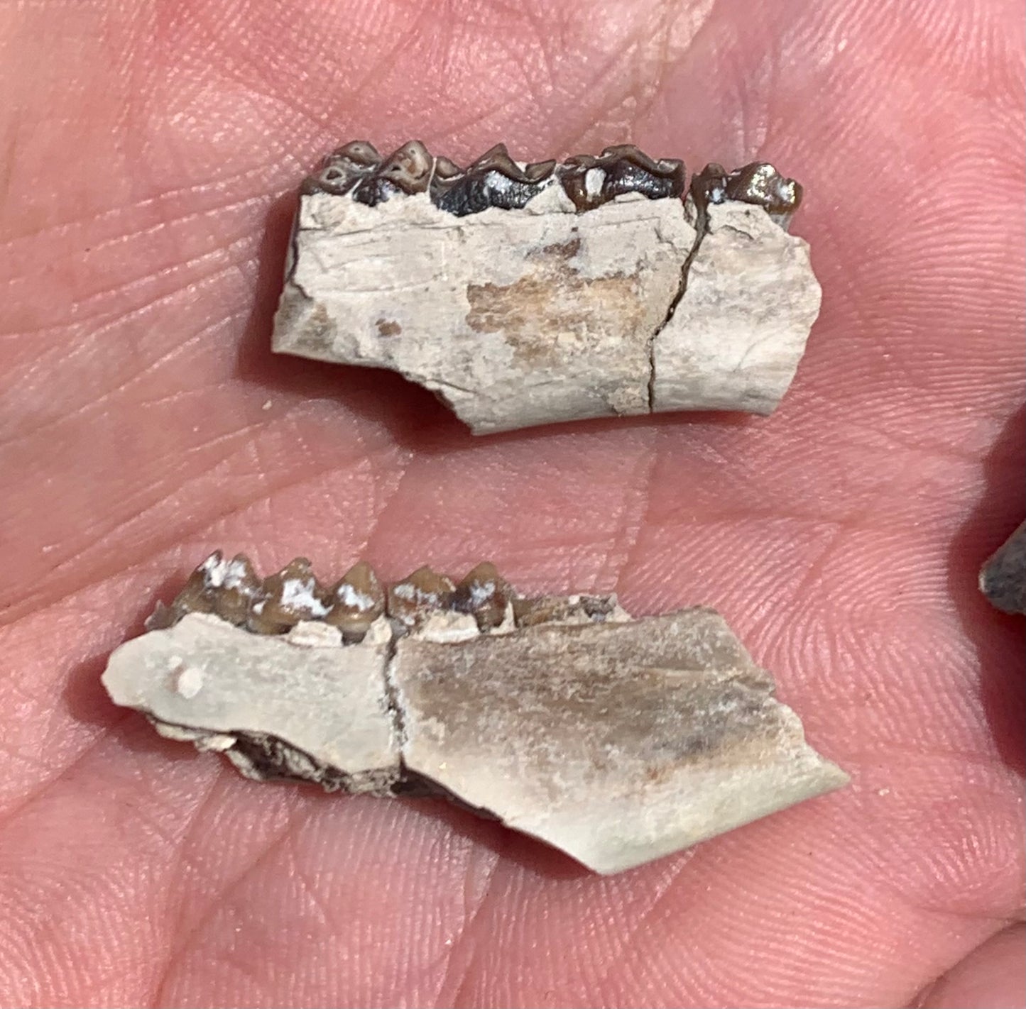 Fossil deer, leptomeryx, upper palate and partial lower jaw
