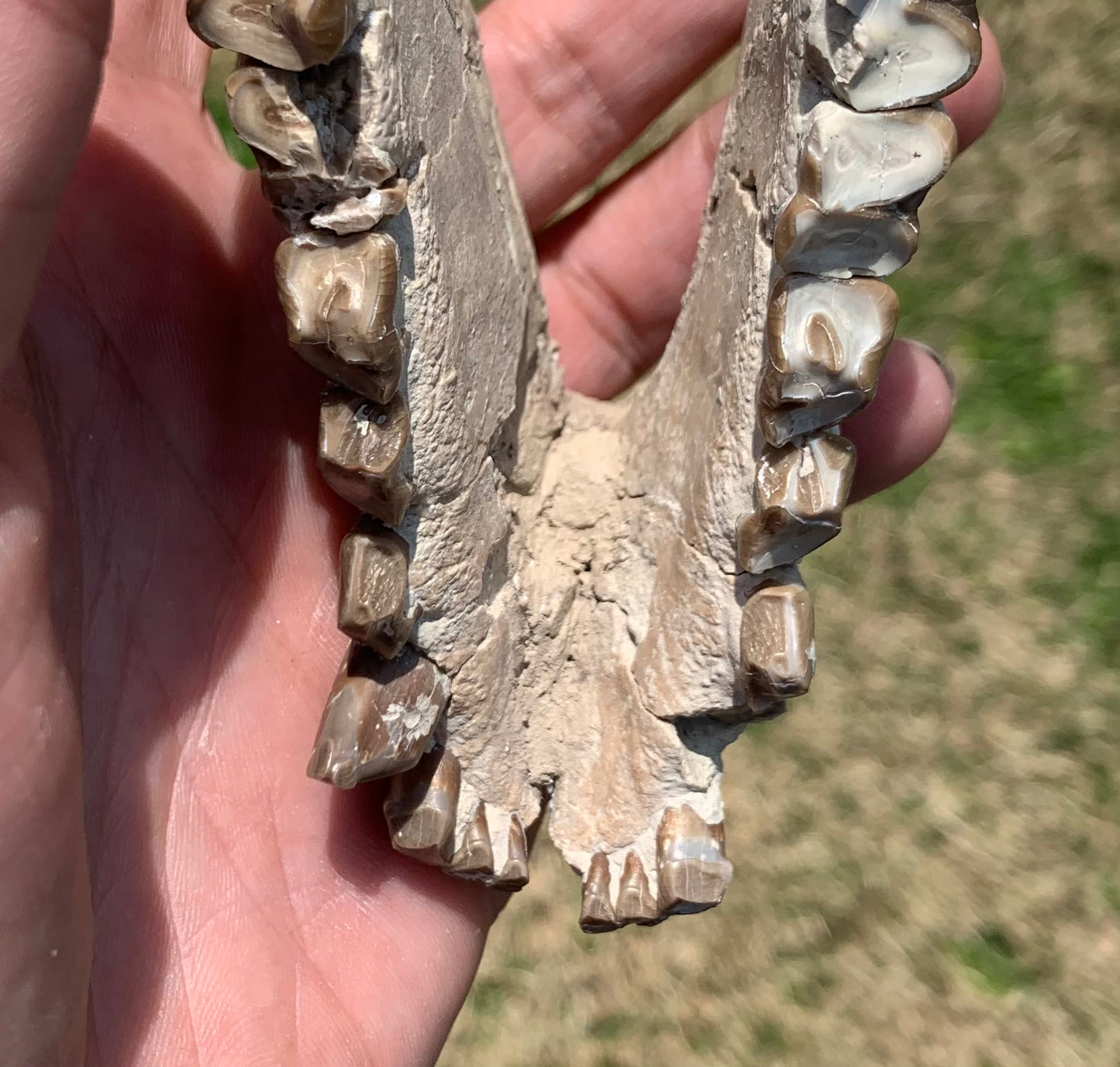 Large Fossil Lower Oreodont Jaw, Merycoidodon, White River Badlands