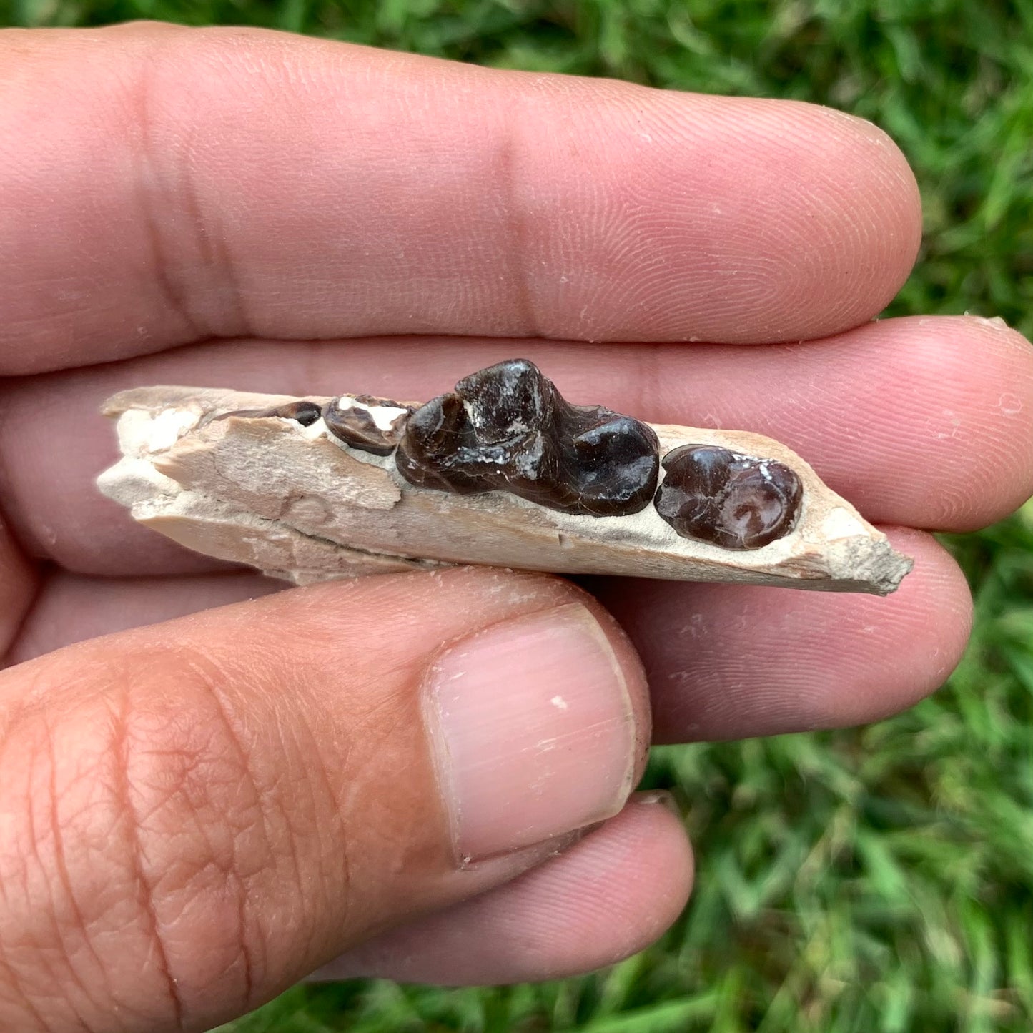 Associated set of Daphoenus lower jaws, brule formation