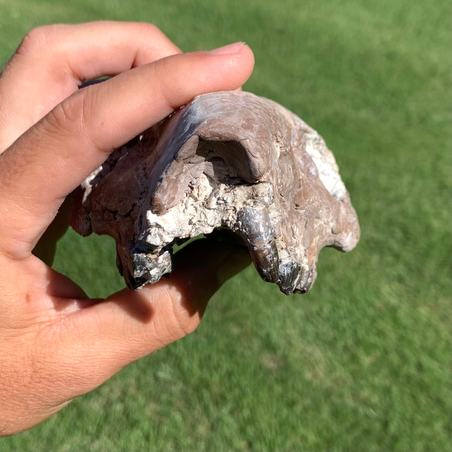 Chocolate oreodont skull