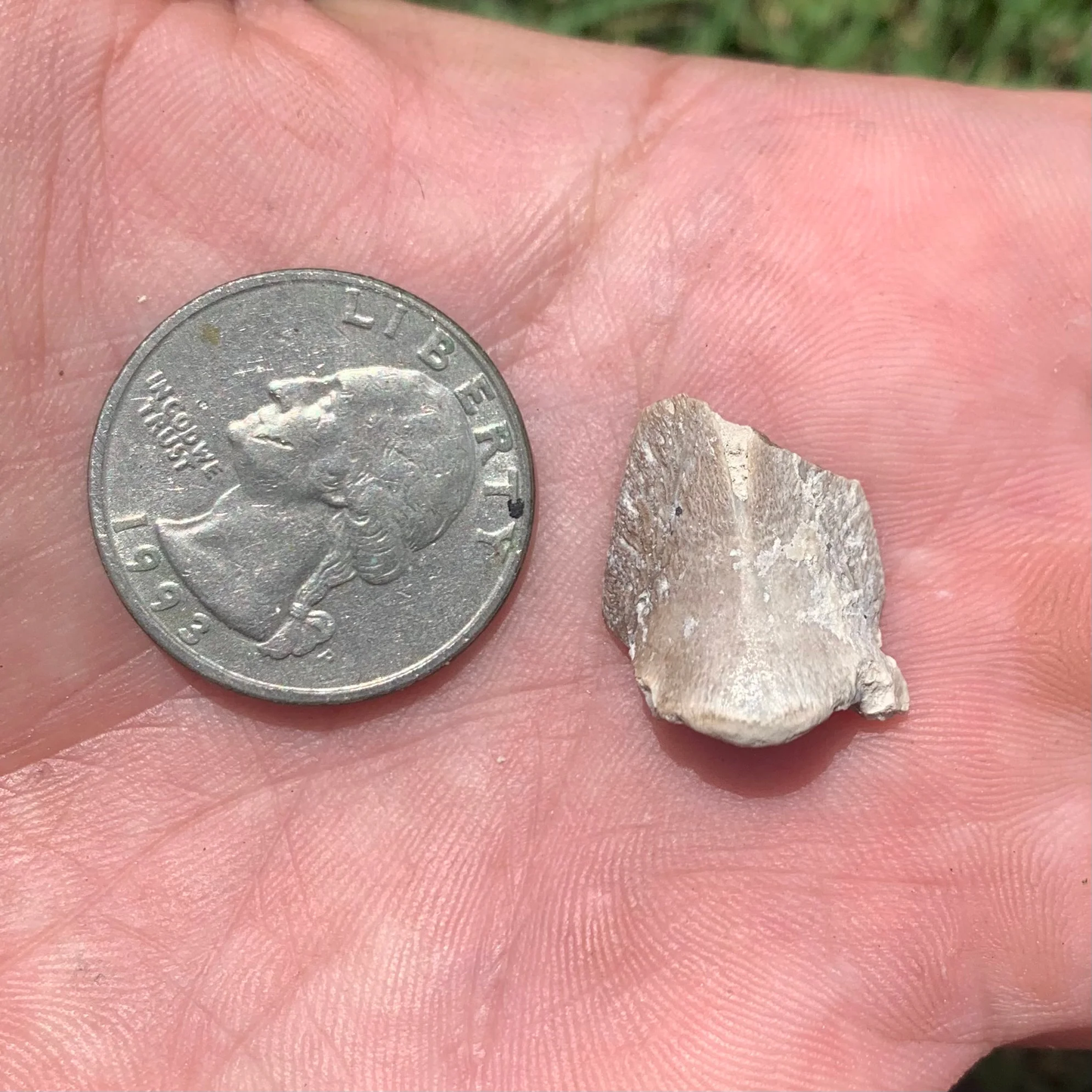 Fossil Horse Hoof, Mesohippus bairdi