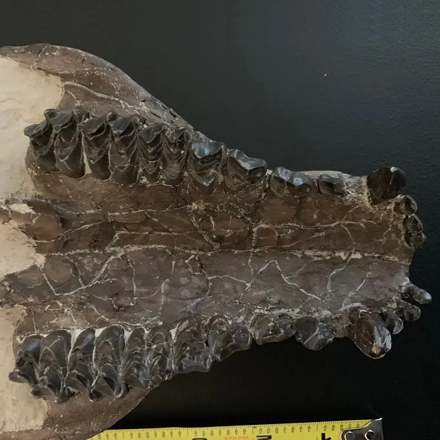 Oreodont skull