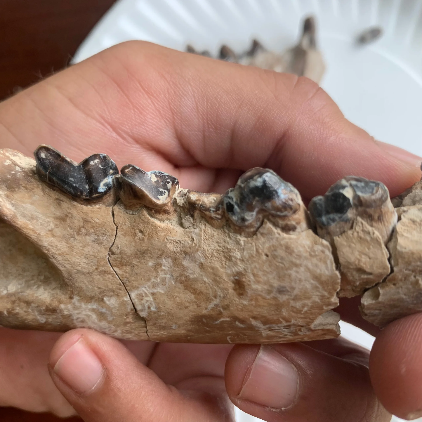 Hyaenodon Lower Jaw