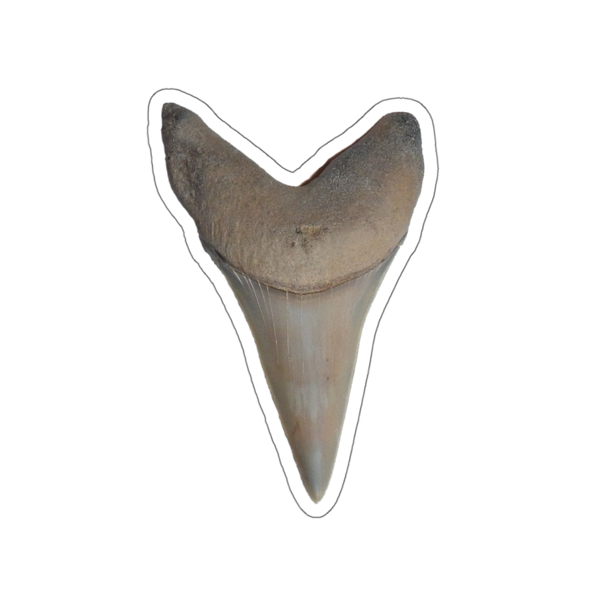 Carcharodon hastalis - Fossil Shark Tooth Sticker