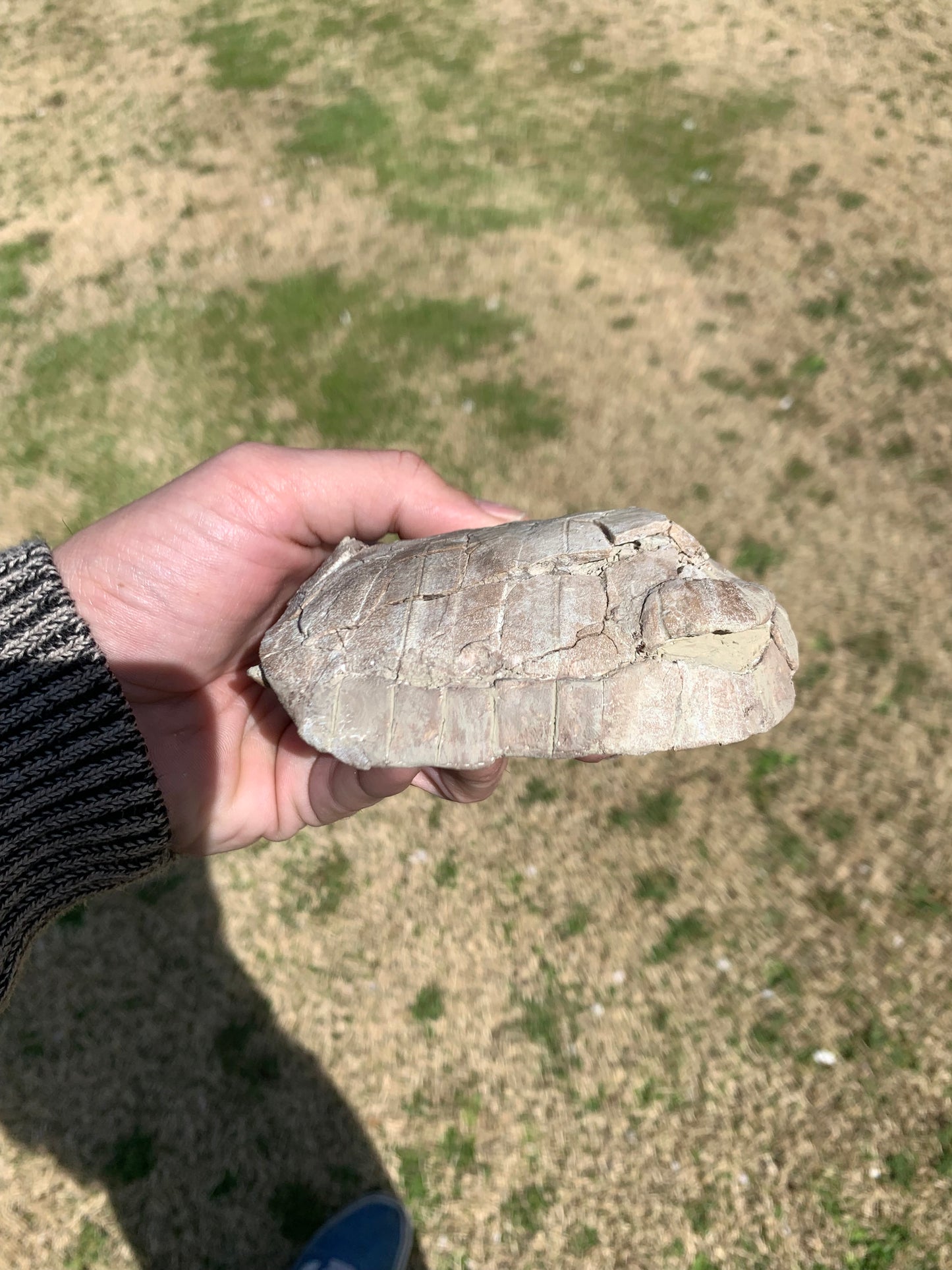 Stylemys Fossil Tortoise, Chadron Formation