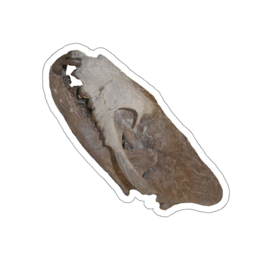 Hyaenodon - Fossil Hyaenodon Skull Sticker