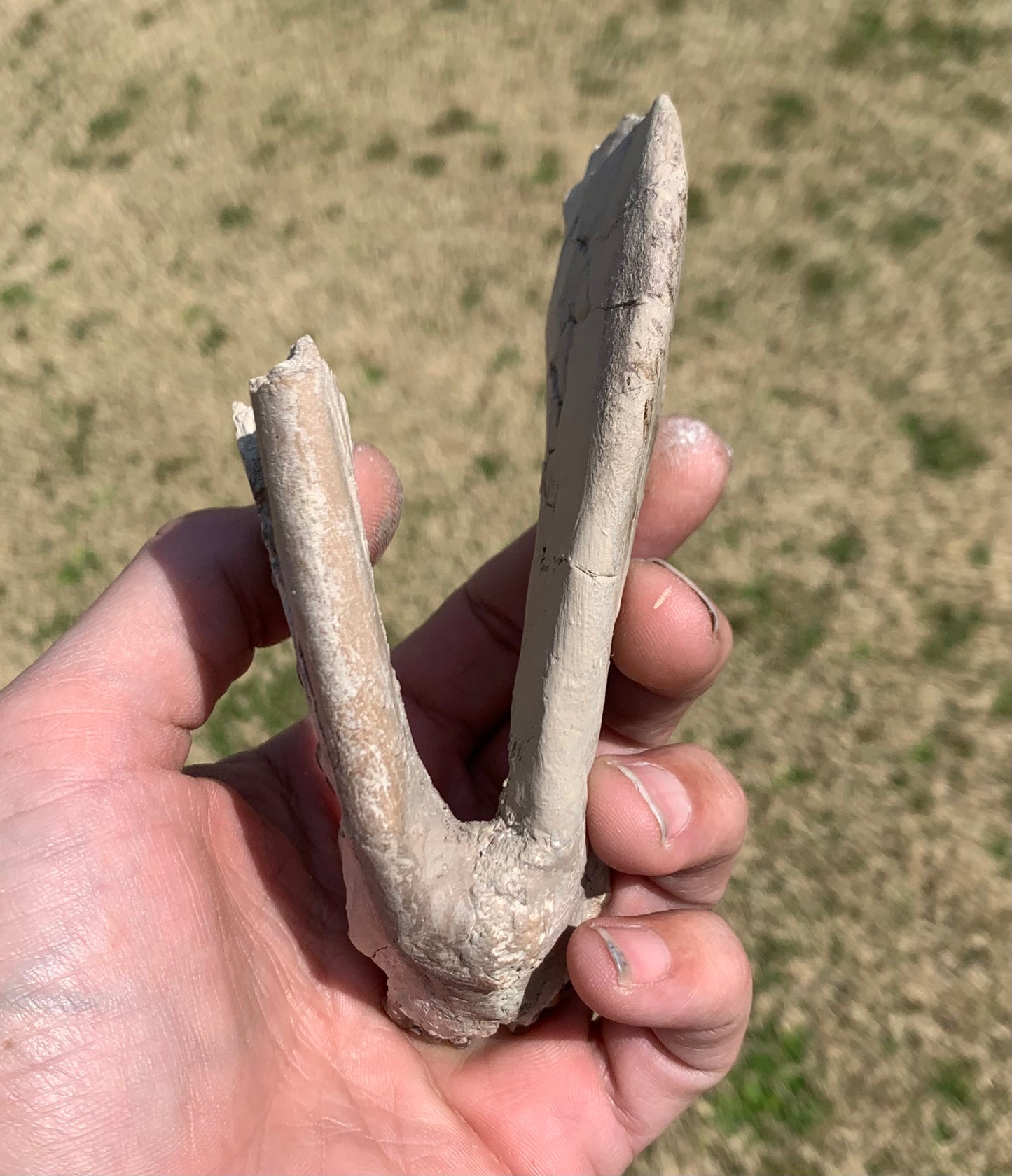 Large Fossil Lower Oreodont Jaw, Merycoidodon, White River Badlands