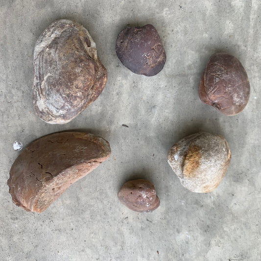 Fossil clam steinkerns(molds) from the Miocene of Virginia