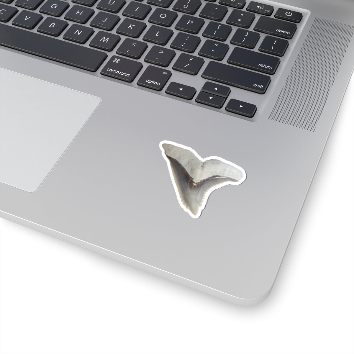 Hemipristis serra - Fossil Shark Tooth Sticker