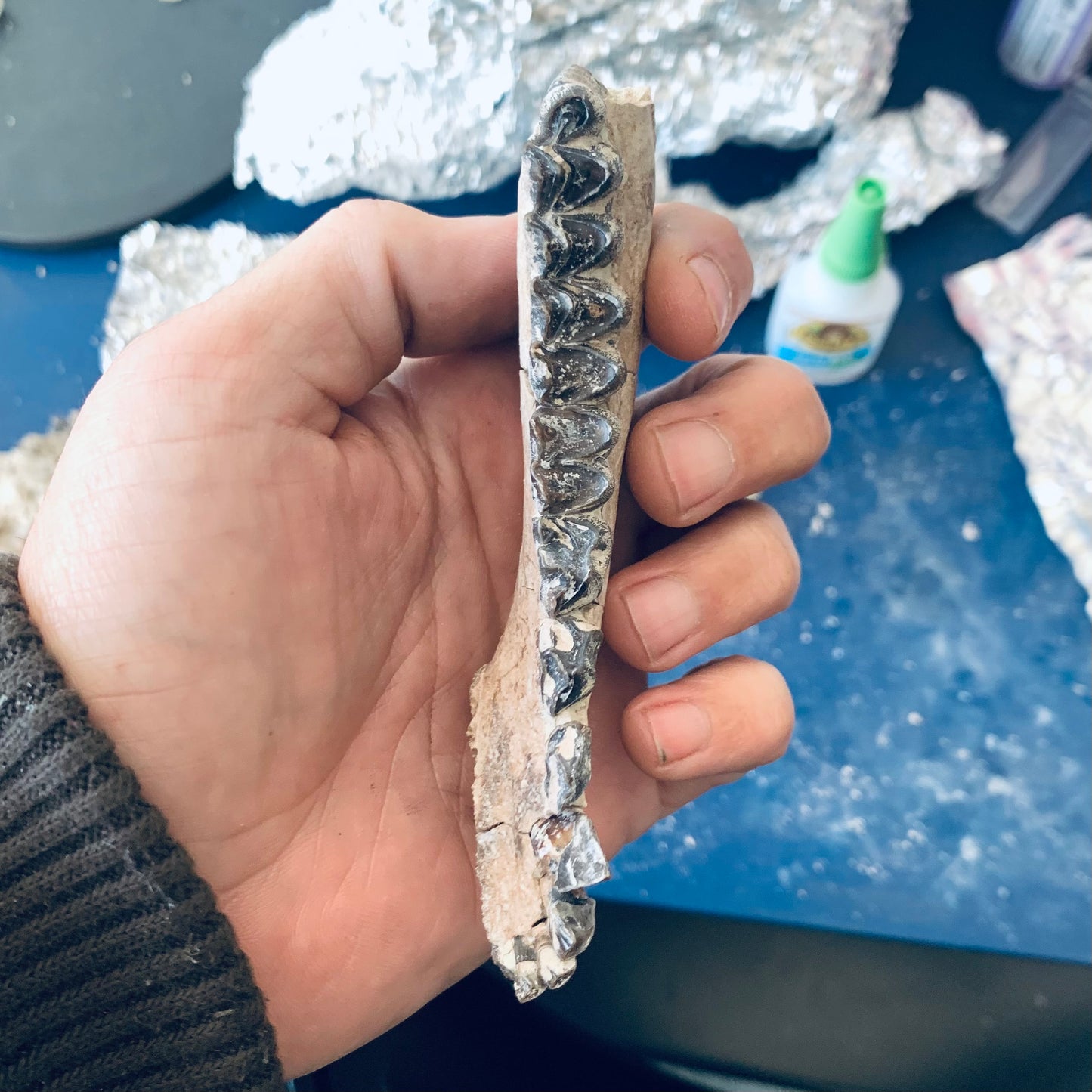 Beautifully Colored Fossil Oreodont Jaw, Merycoidodon, White River Badlands