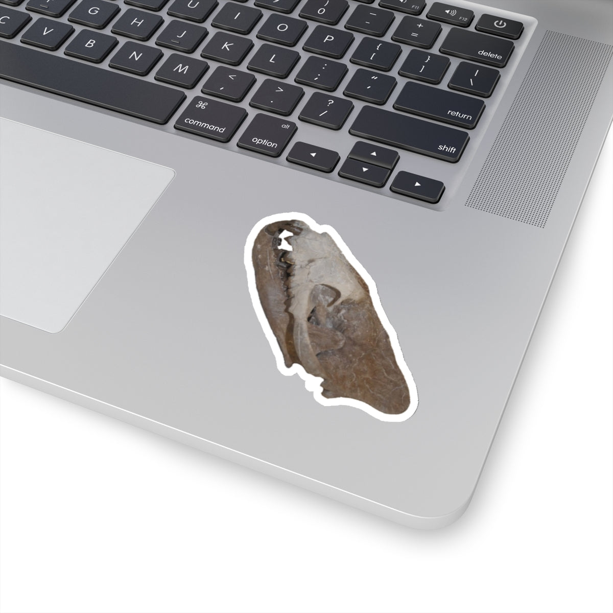 Hyaenodon - Fossil Hyaenodon Skull Sticker