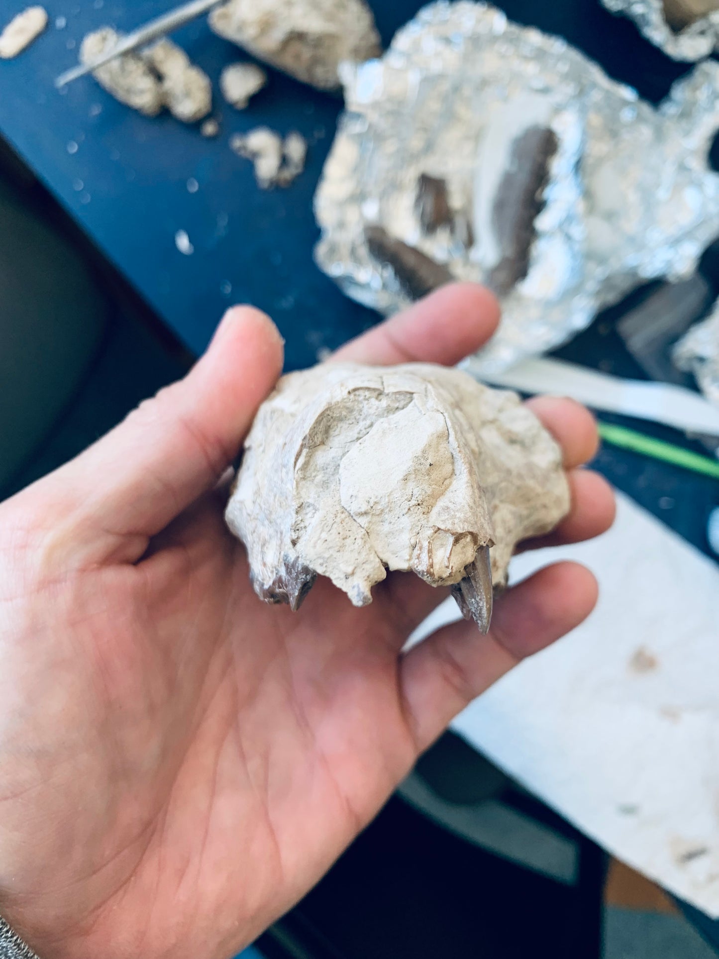 Partial Oreodont Skull with teeth