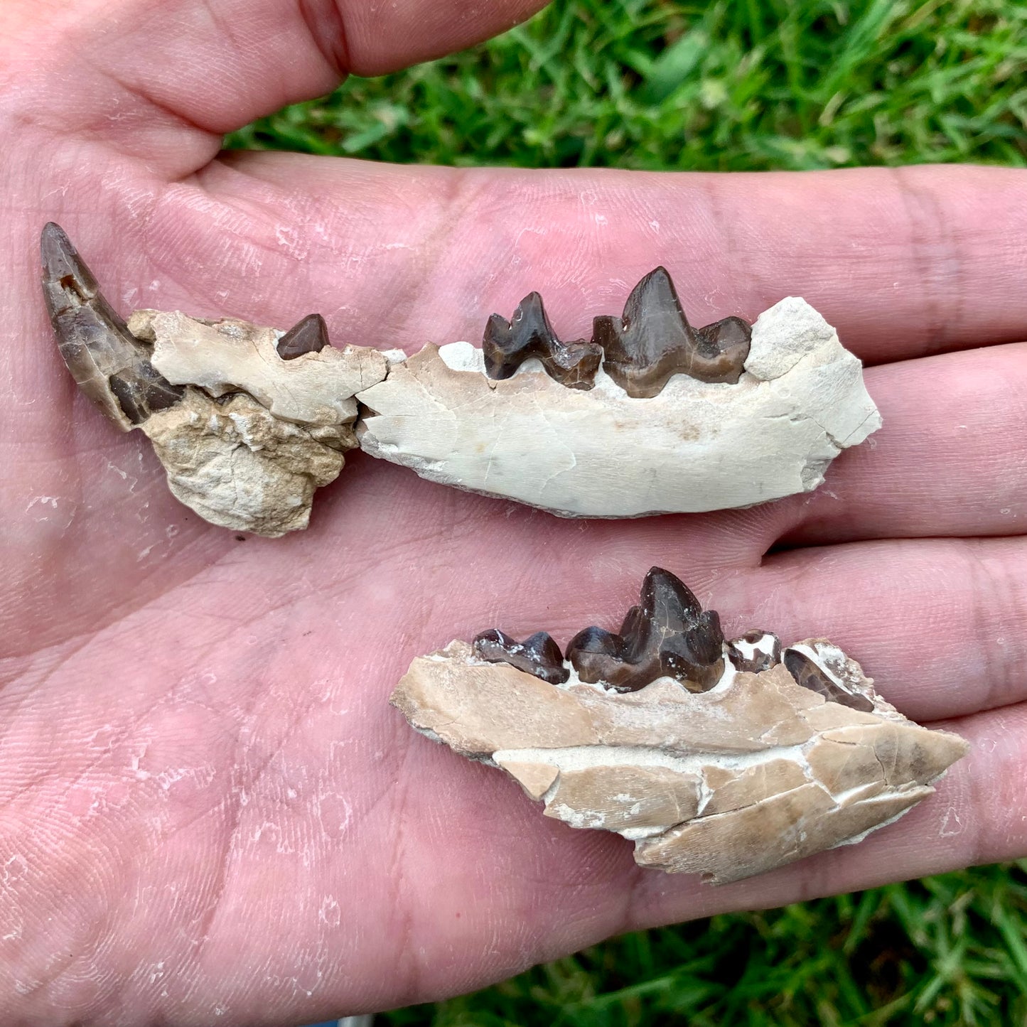 Associated set of Daphoenus lower jaws, brule formation