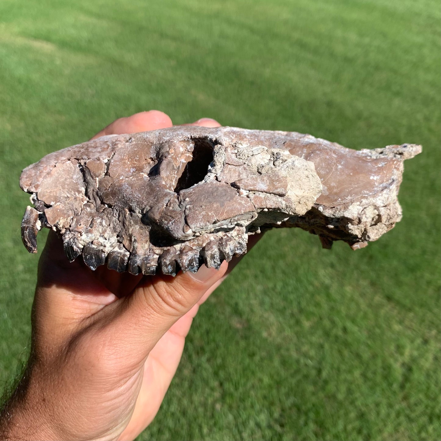 Chocolate oreodont skull