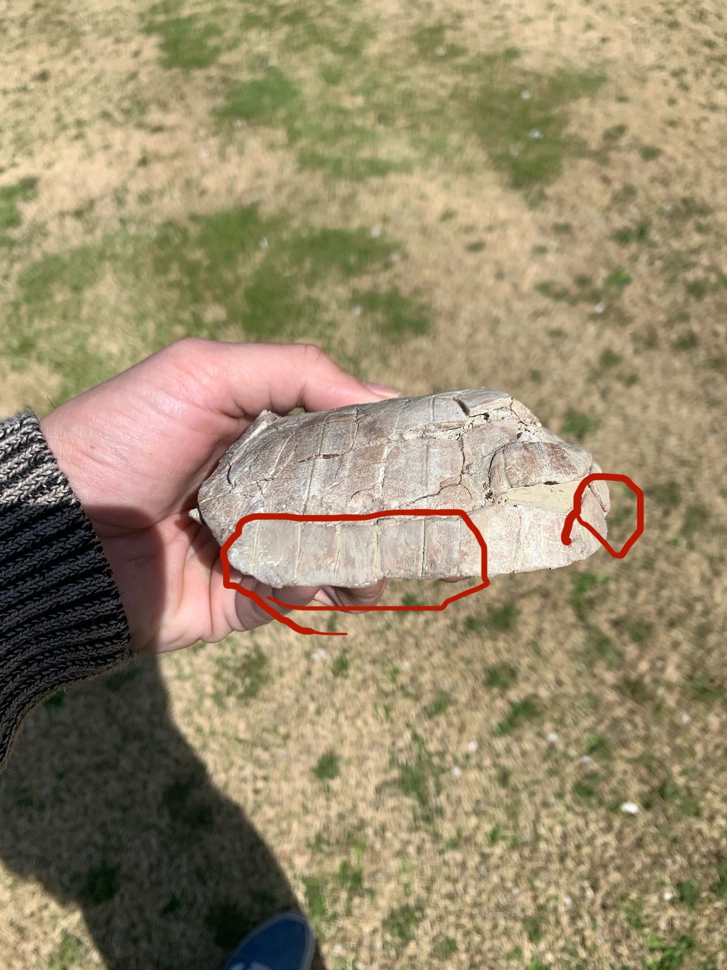 Stylemys Fossil Tortoise, Chadron Formation