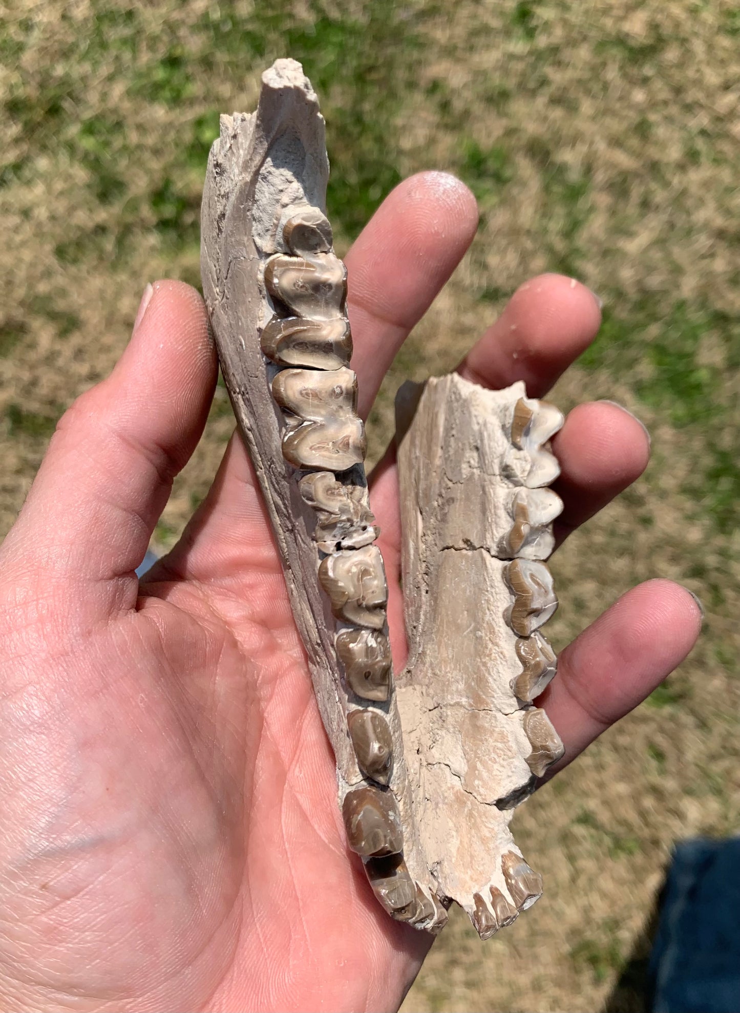 Large Fossil Lower Oreodont Jaw, Merycoidodon, White River Badlands